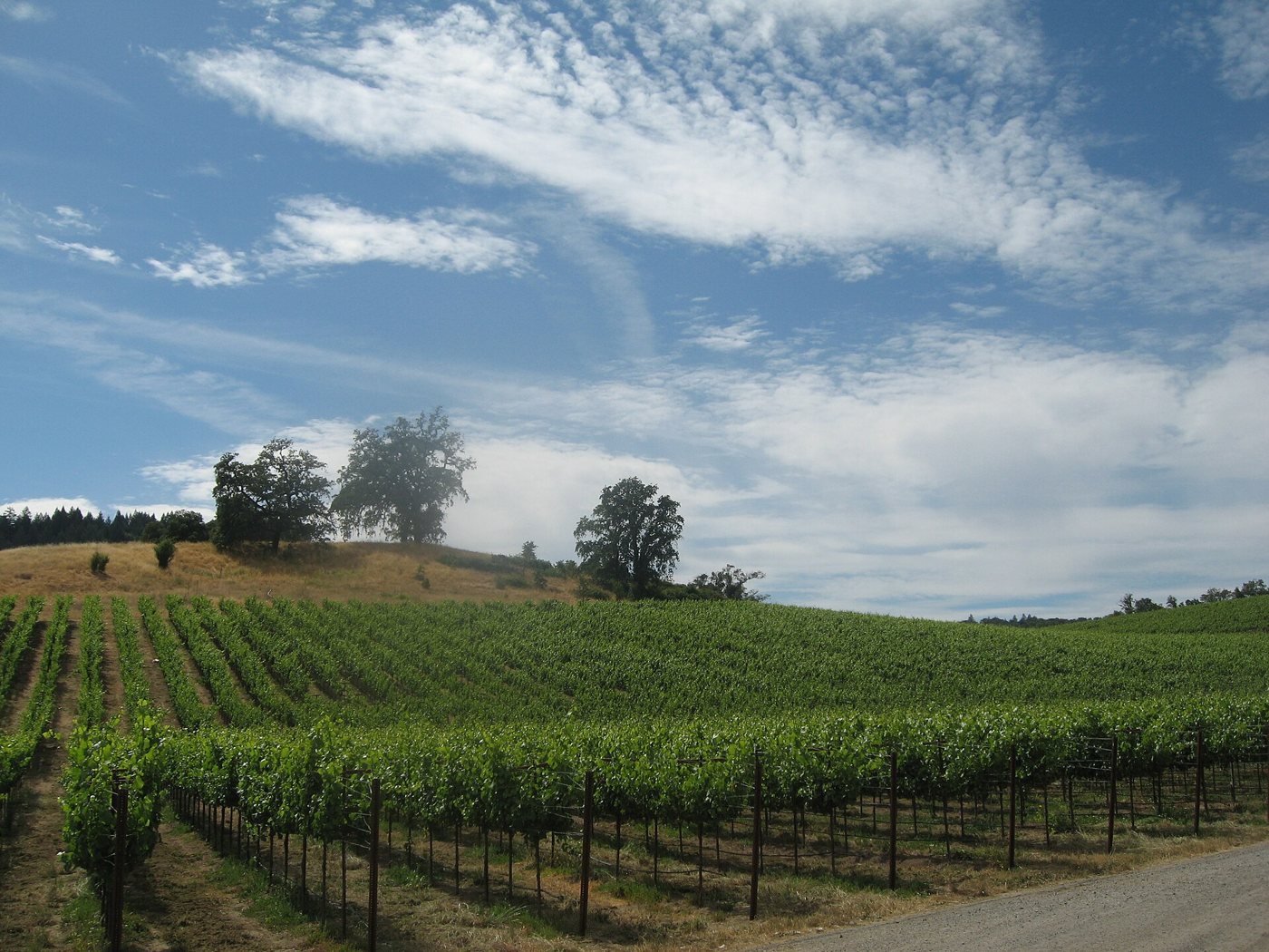 Russian River Valley vineyards near Forestville